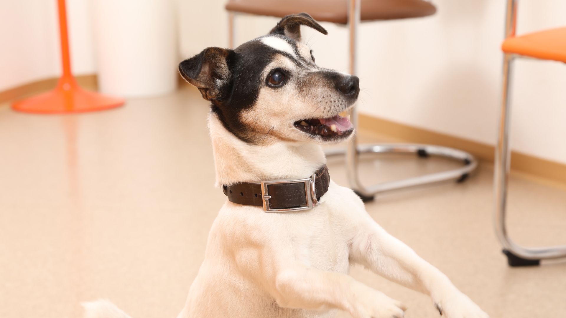 Hund in Tierarztpraxis Haan
