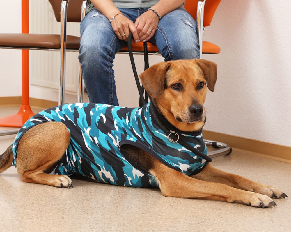 Hund im Wartezimmer der Tierarztpraxis Dr. Jenni Hoffmann