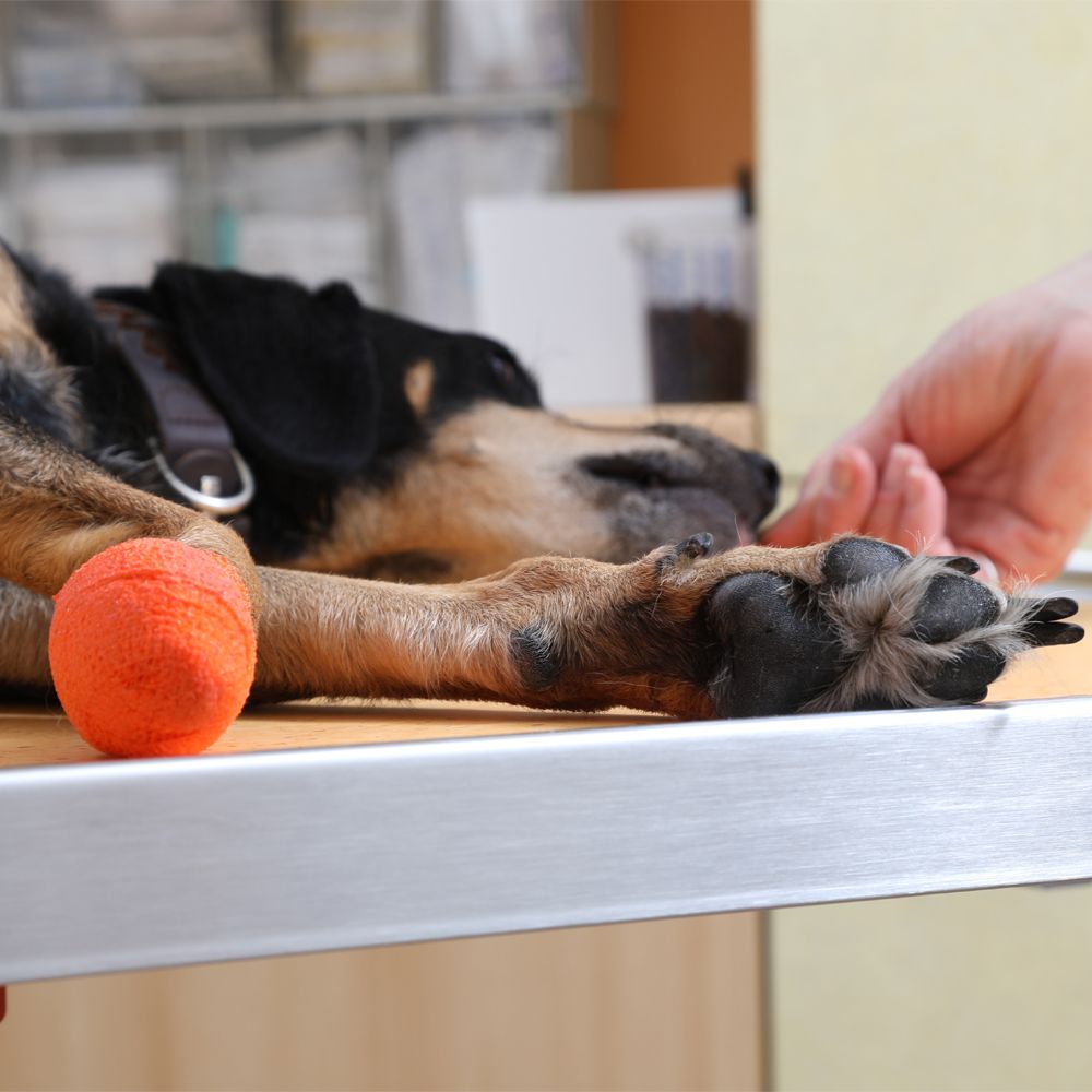 Hund auf dem Behandlungstisch der Tierarztpraxis Dr. Jenni Hoffmann