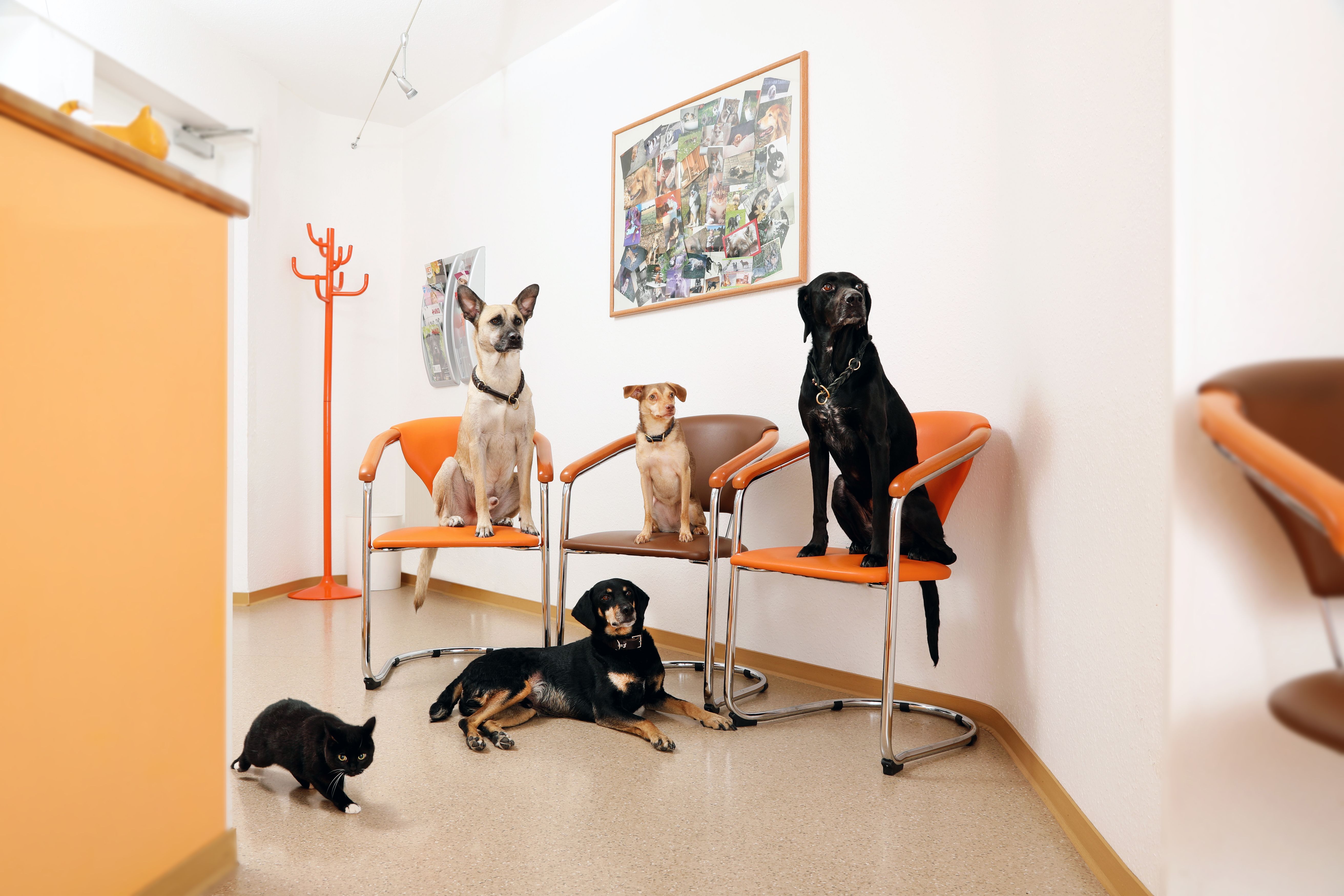 Hunde im Wartezimmer der Tierarztpraxis Haan